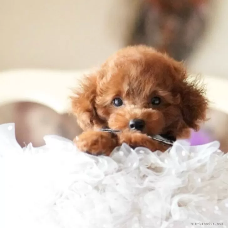 ティーカッププードル【奈良県・男の子・2025年8月18日・ディープレッド】の写真1「綺麗な毛色に真っ黒なお目目👀がとても愛らしいです🩷」