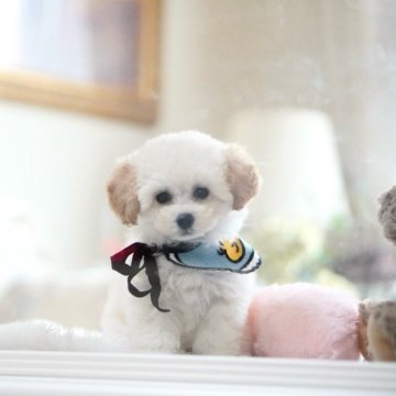 トイプードル(ティーカップ)【奈良県・男の子・2025年1月12日・クリーム】の写真「イケワン王子👑🐶くんのご紹介です💕✨」