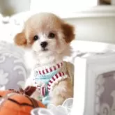 ティーカッププードル【奈良県・男の子・2025年8月14日・アプリコット】の写真5