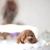 ティーカッププードル【奈良県・男の子・2025年8月18日・ディープレッド】の写真6