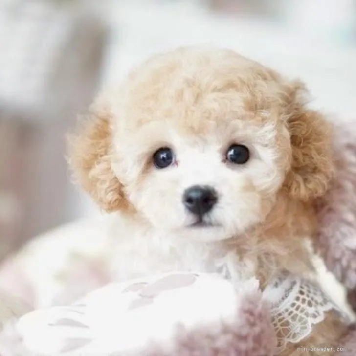 けん 様のお迎えした子犬