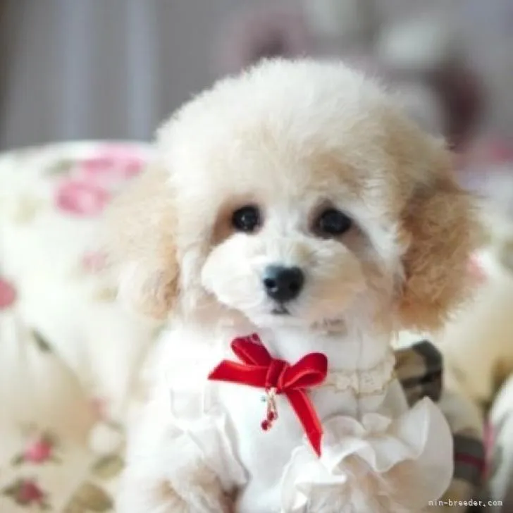 ゆうなママ 様のお迎えした子犬