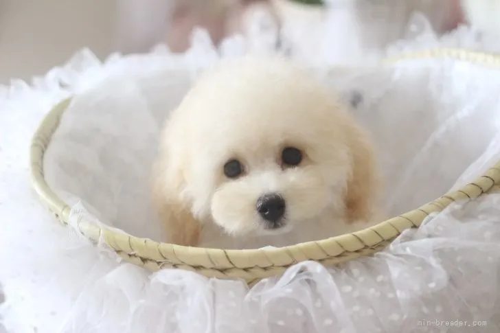 ID:2108-02036の子犬