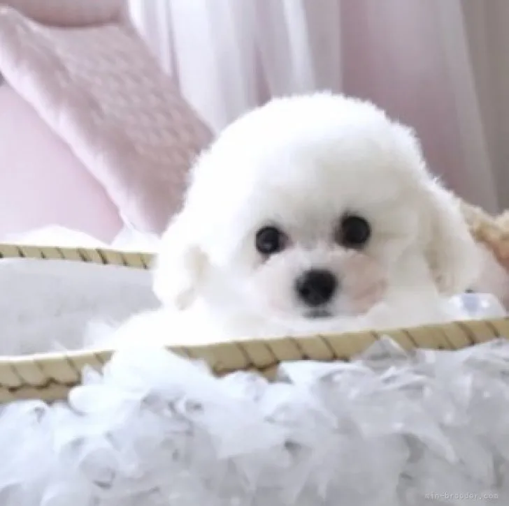 Ｋ・Ａ 様のお迎えした子犬