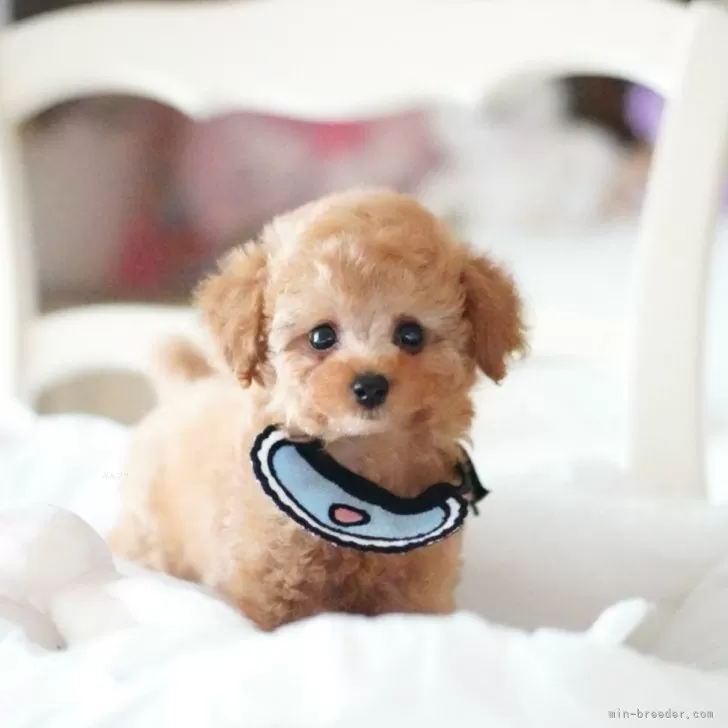 ID:2408-06596の子犬