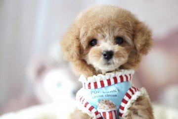 トイプードル(タイニー)【奈良県・男の子・2022年3月5日・レッド】の写真「お目々クリクリの可愛い男の子です❤️」