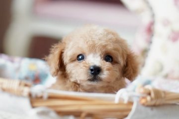 トイプードル(ティーカップ)【奈良県・男の子・2022年3月20日・アプリコット】の写真「お目々クリクリの小さな可愛い男の子です❤️」