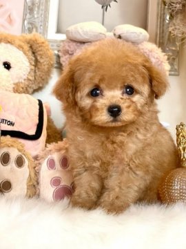 トイプードル(ティーカップ)【奈良県・女の子・2021年8月7日・レッド】の写真「テディベアのような、お顔の可愛い女の子です❤️」