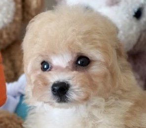 トイプードル(ティーカップ)【奈良県・男の子・2021年5月31日・クリーム】の写真「優しいクリームの可愛い男の子です❤️」