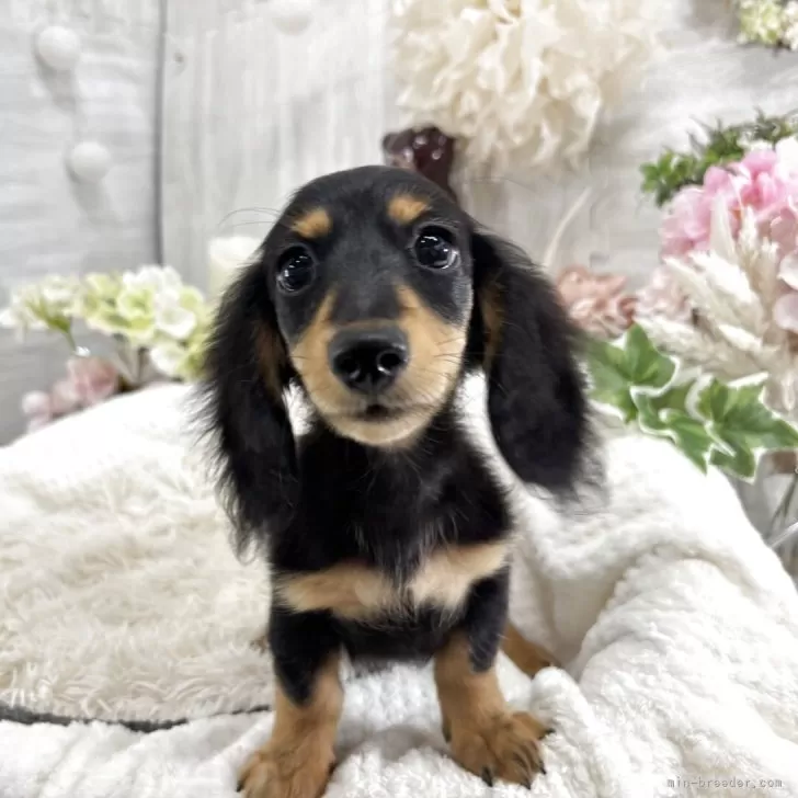 ID：2506-01535の子犬
