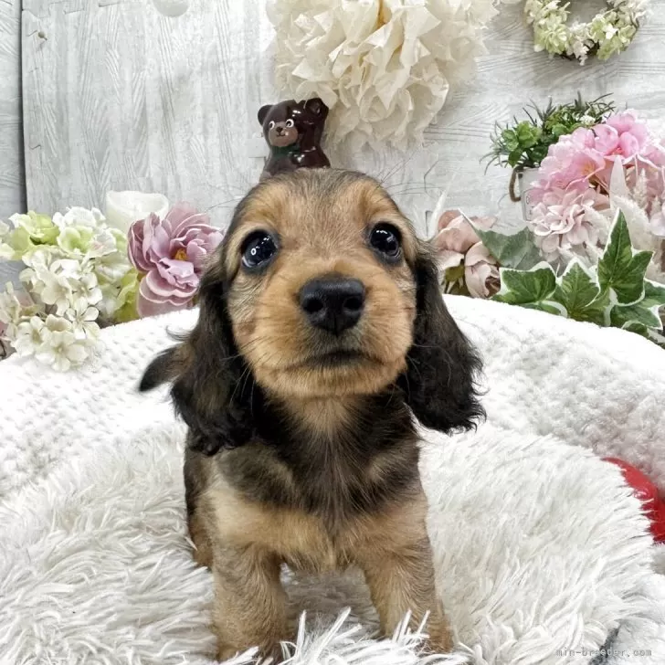 ID:2507-05173の子犬