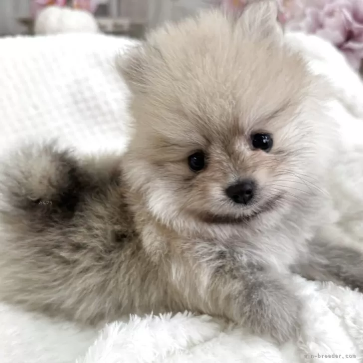 ID：2508-08655の子犬