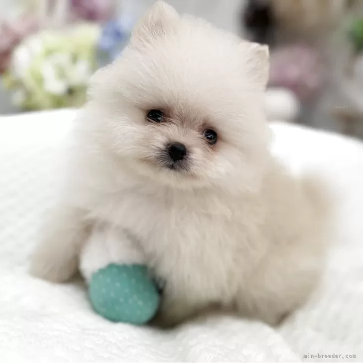 S.T 様のお迎えした子犬