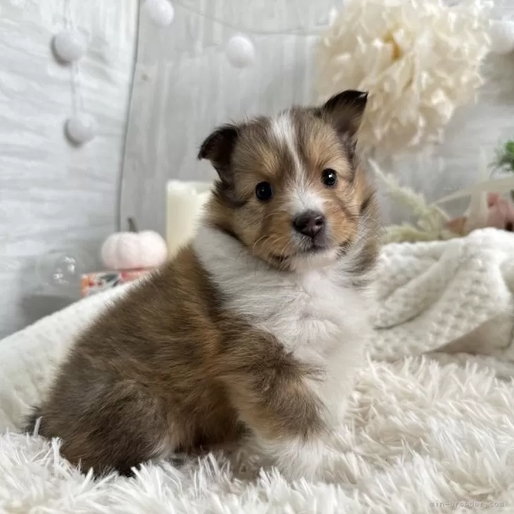 ID：2502-04035の子犬