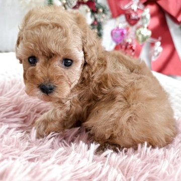 トイプードル(タイニー)【京都府・女の子・2025年11月2日・オレンジフォーン】の写真「とっても可愛い女の子です♡」