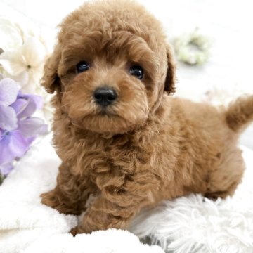 トイプードル(タイニー)【京都府・男の子・2025年9月11日・レッドフォーン】の写真「ドワーフの可愛い男の子♫」