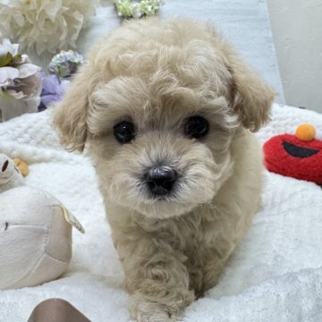 トイプードル(トイ)【京都府・女の子・2025年9月26日・ペールフォーン】の写真「キュルキュルお目目♡キュートな子♫」