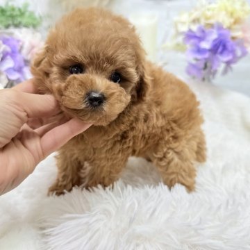 トイプードル(トイ)【京都府・女の子・2025年9月21日・レッドフォーン】の写真「お目目キラキラ⭐︎可愛い女の子♫」