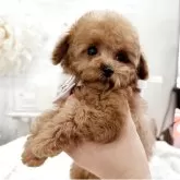 タイニープードル