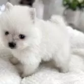 ポメラニアン