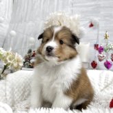 シェットランドシープドッグ