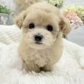 トイプードル(トイ)