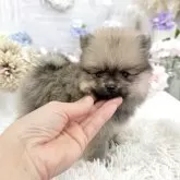 ポメラニアン