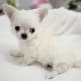 チワワ(ロング)