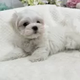 マルチーズ