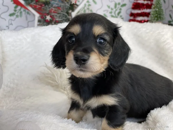 ID：2112-01229の子犬