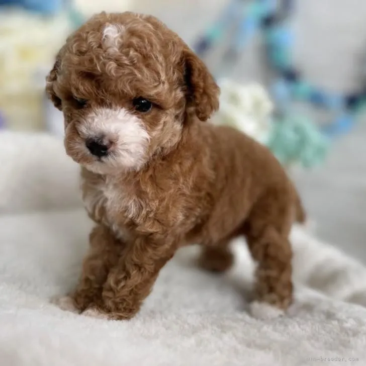 ID:2207-01055の子犬