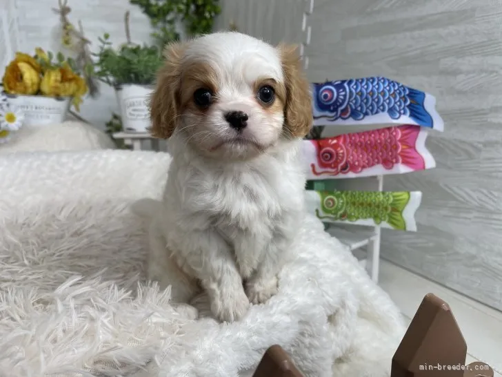ID:2204-03852の子犬