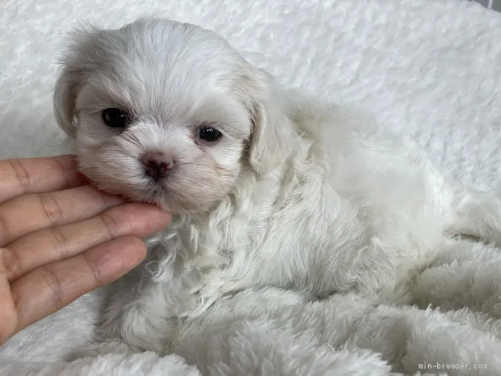 ID:2108-02084の子犬