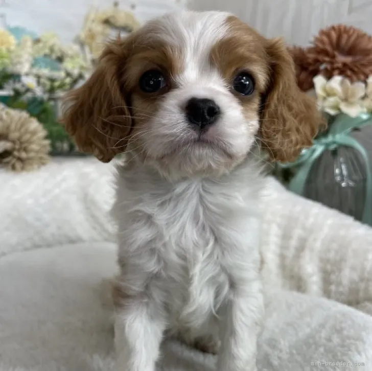 ID：2303-01069の子犬