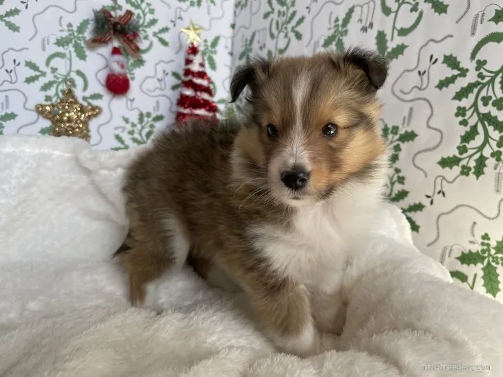 ID:2111-02762の子犬