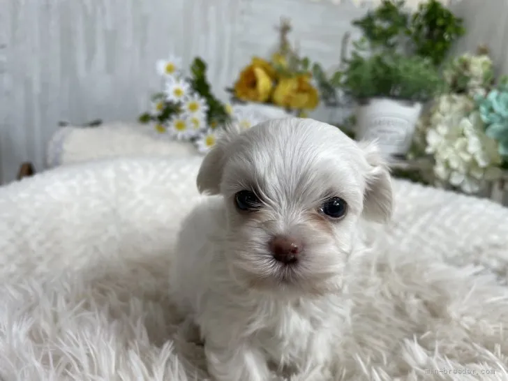 ID：2205-01538の子犬