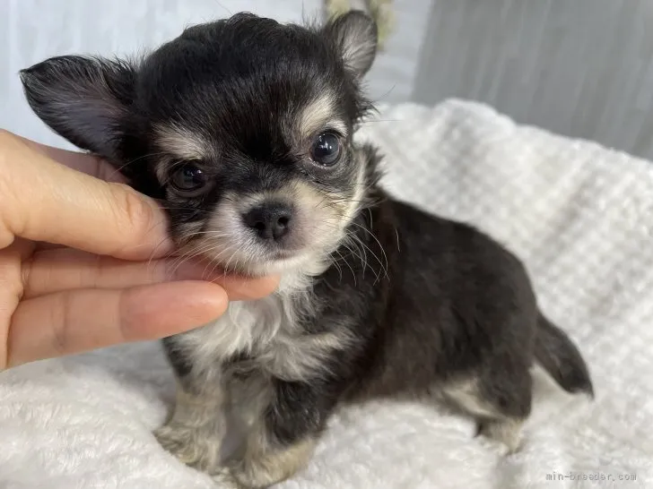 にこちゃん 様のお迎えした子犬