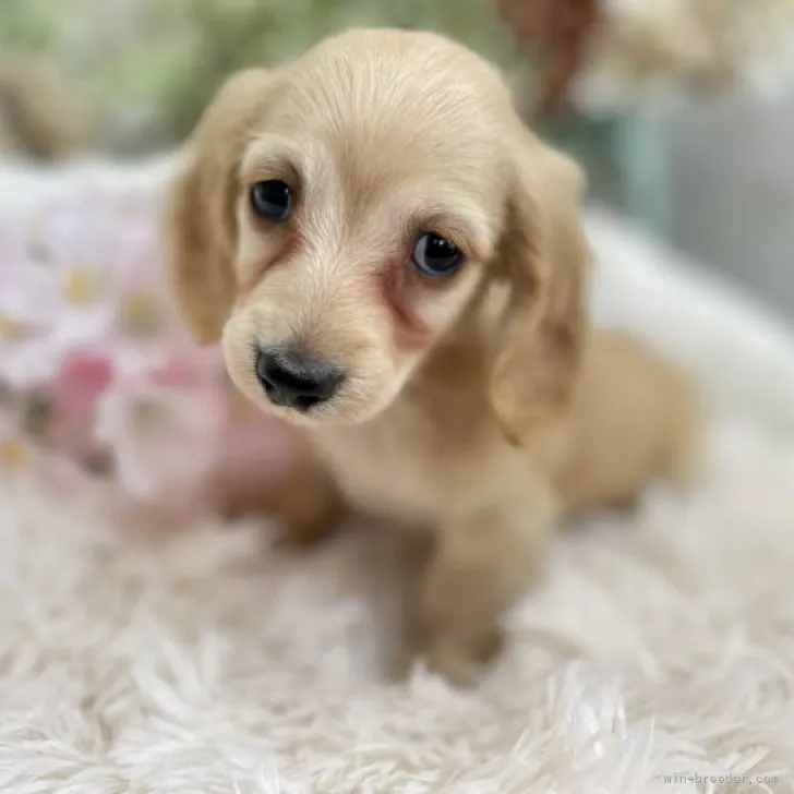 ID：2304-05614の子犬