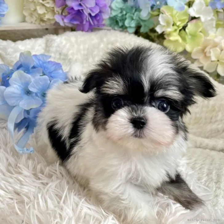 ID:2306-00547の子犬