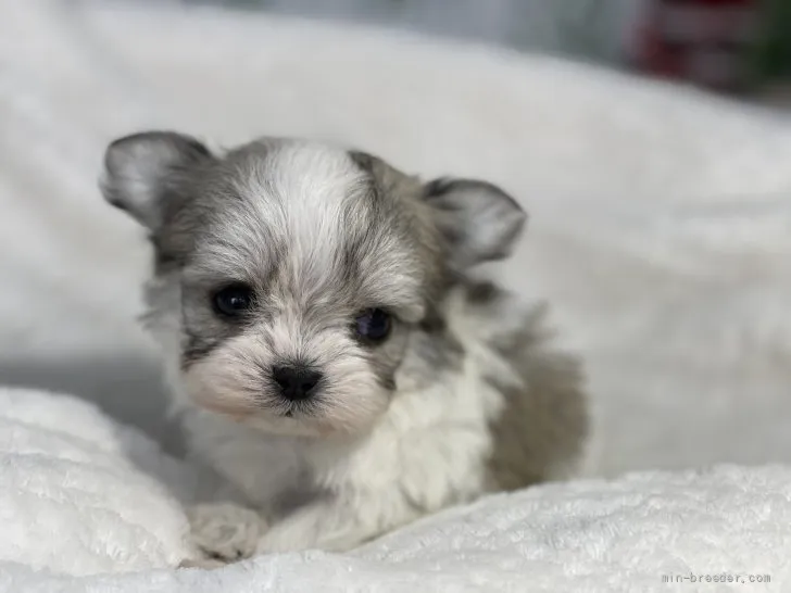 ID:2111-03767の子犬