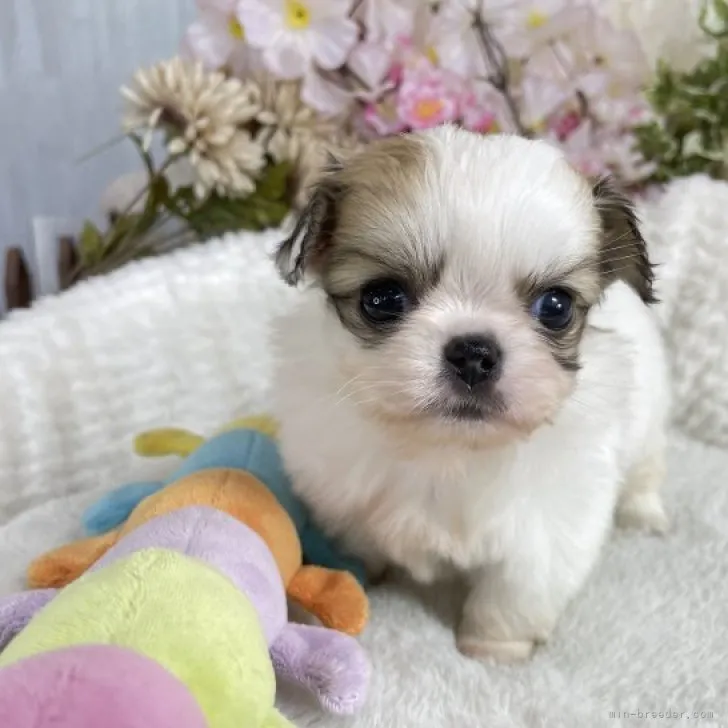 ID:2304-05151の子犬