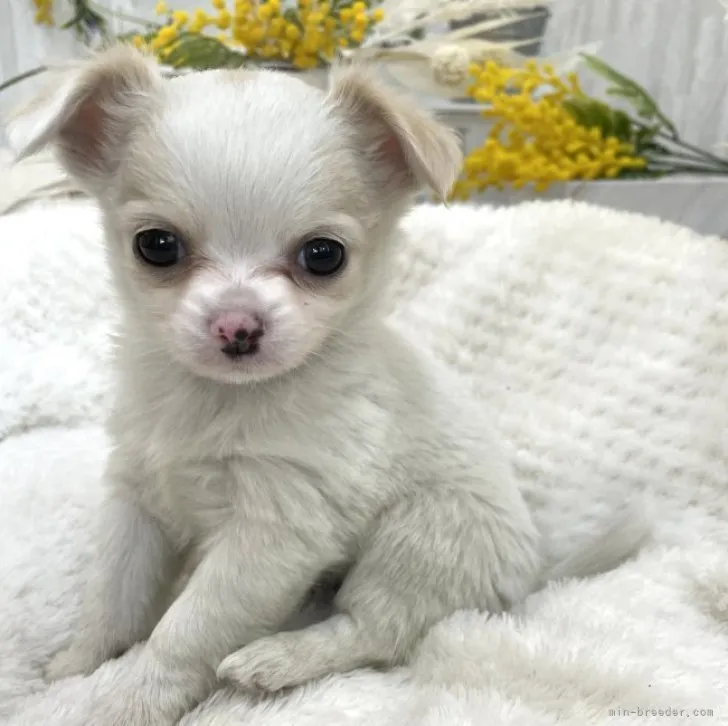 ID:2301-01201の子犬