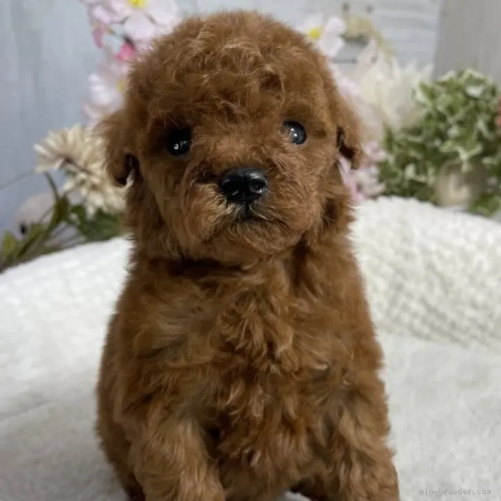 ID：2304-04167の子犬