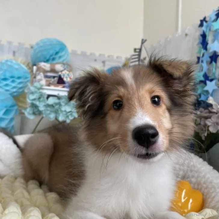 ID:2307-00743の子犬
