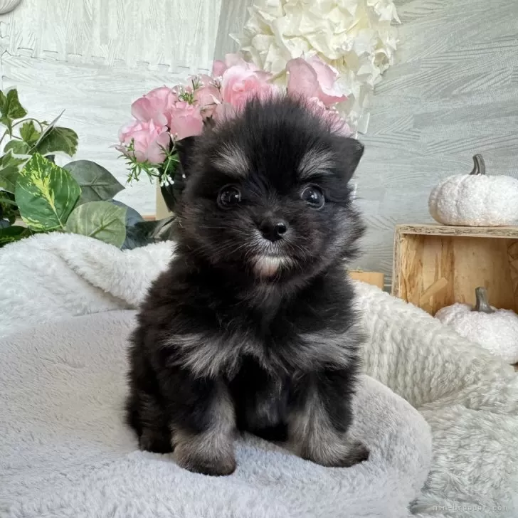 ID：2312-06704の子犬