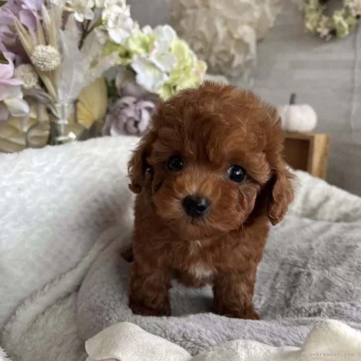ID：2410-00818の子犬
