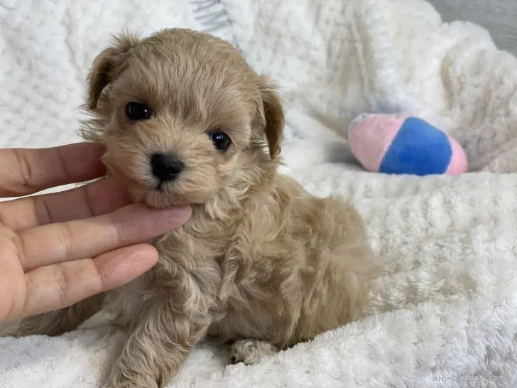 ID：2110-00281の子犬