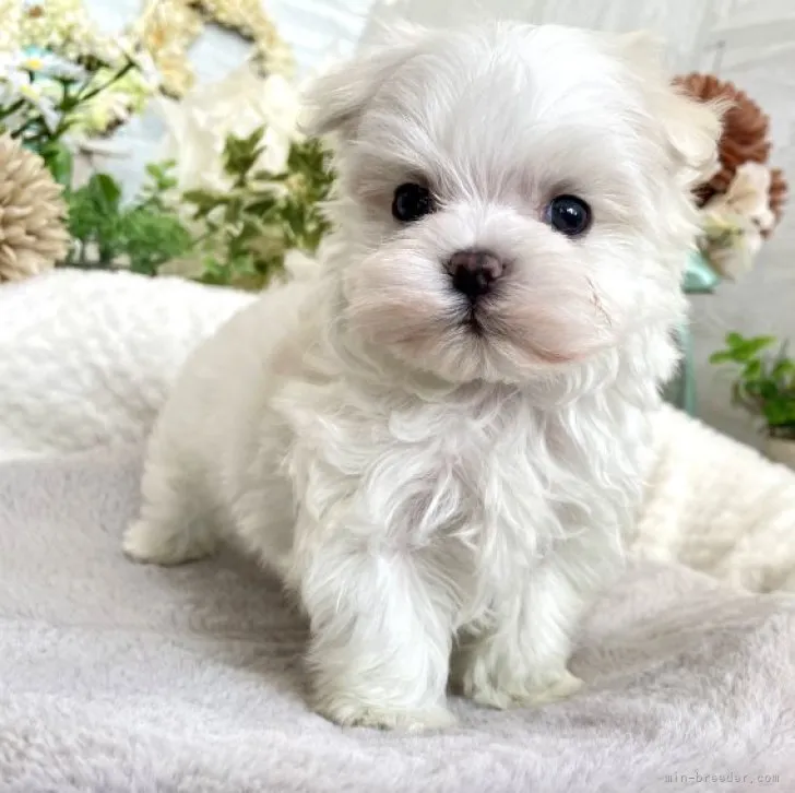 ID：2302-02878の子犬
