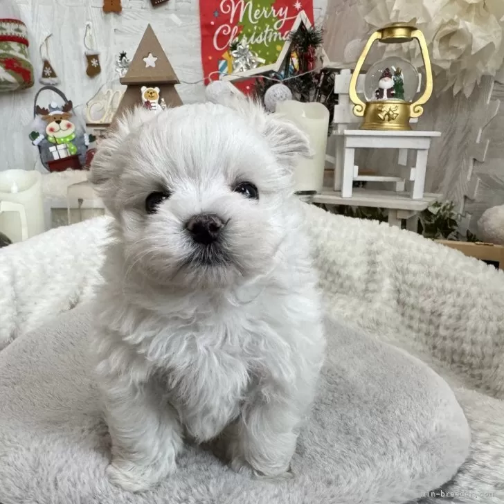 ID：2312-05556の子犬