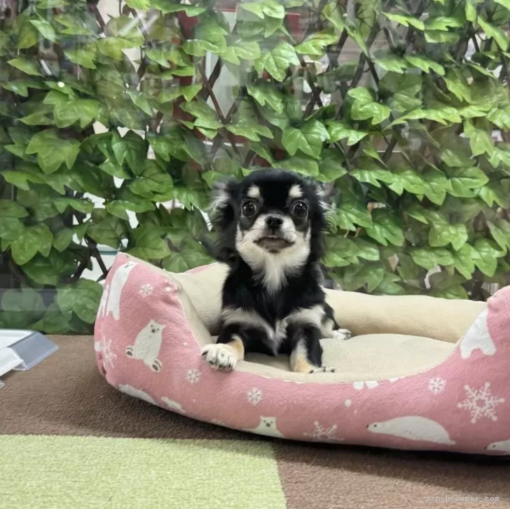 ID：2312-00983の子犬